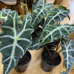 Alocasia Polly Plants Elephant Ear