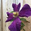 Maureen p