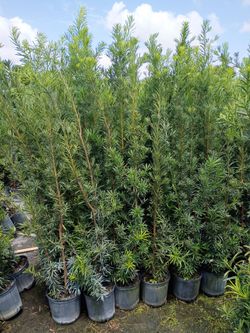 Huge Podocarpus over 5 to 7 feet tall instant privacy hedge for fence minimum qty 30+ all sizes available