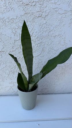 Sansevieria Moonshine