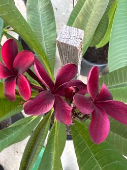 Plumeria burgandi borgoña en 5 Gln