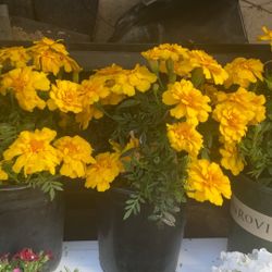 Marigolds 🌸🌸🌸