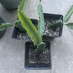 Dragon Fruit  Cuttings And Rooted Cuttings In Pots