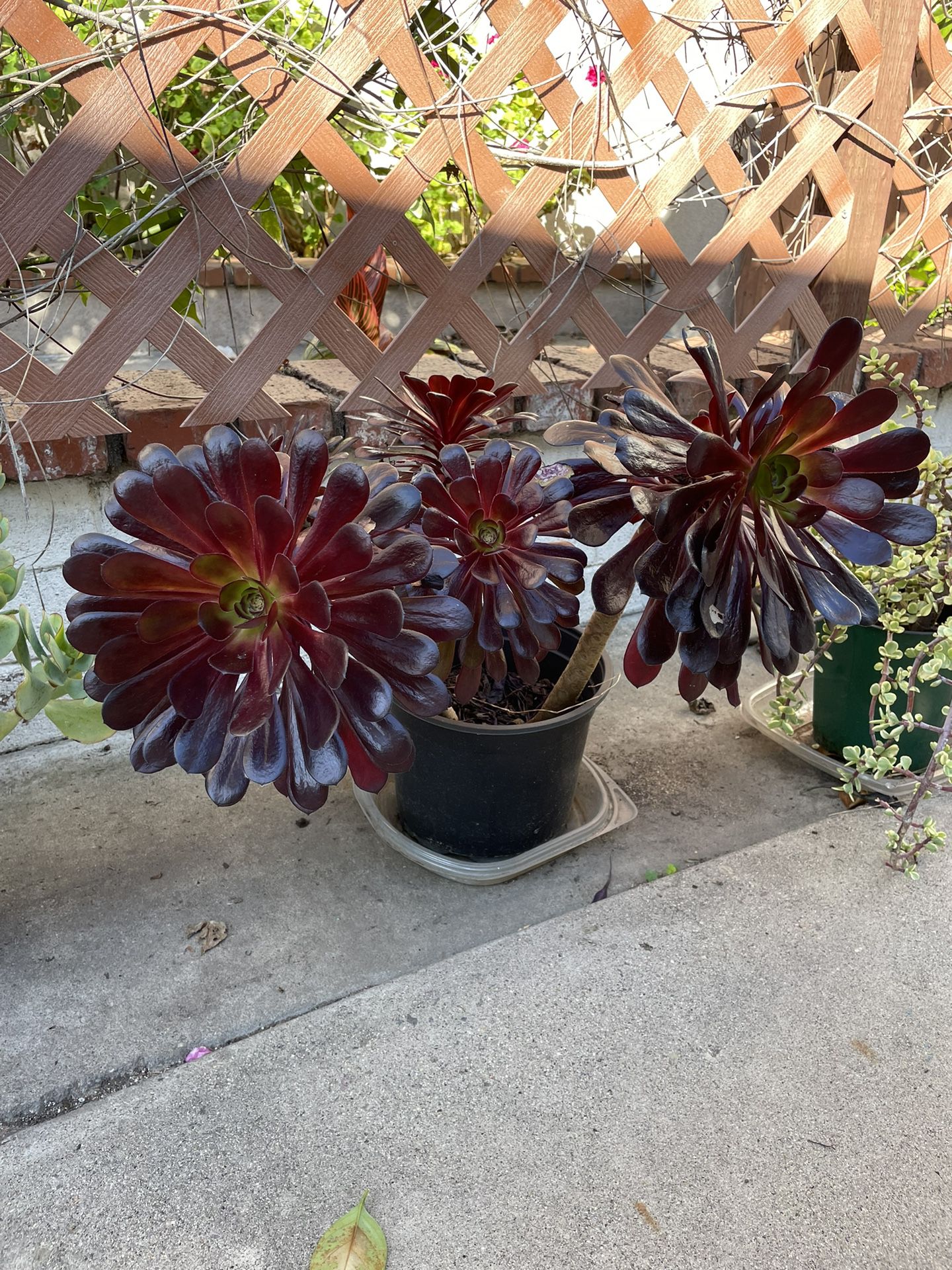 2 Gallon Pot Aeonium Black Rose Succulent Plant 