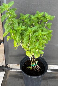 Tulsi plant