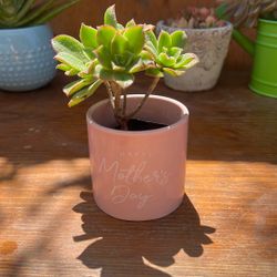 Happy mother’s Day Succulent.