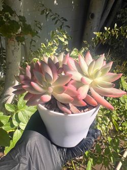 $37 ‘Red Dragon’ Imported Korean Succulent