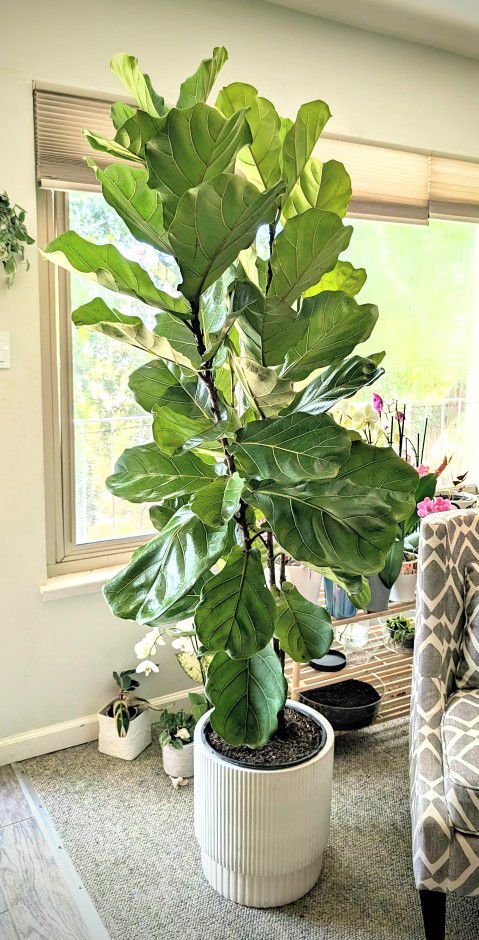 5'8" tall fiddle fig leaf /ficus lyrata tree
