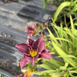 Little Grapette Daylilys