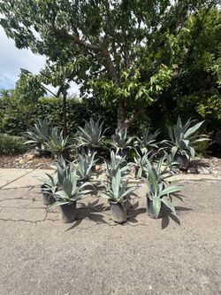 Super Americana Blue Agave