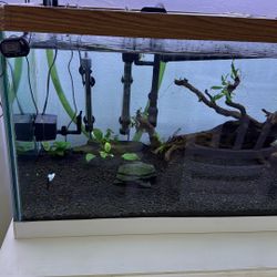 Pecera O Acuarium 
