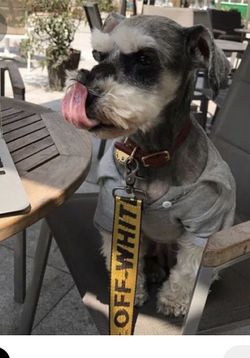 Offwhite dog leash and collar