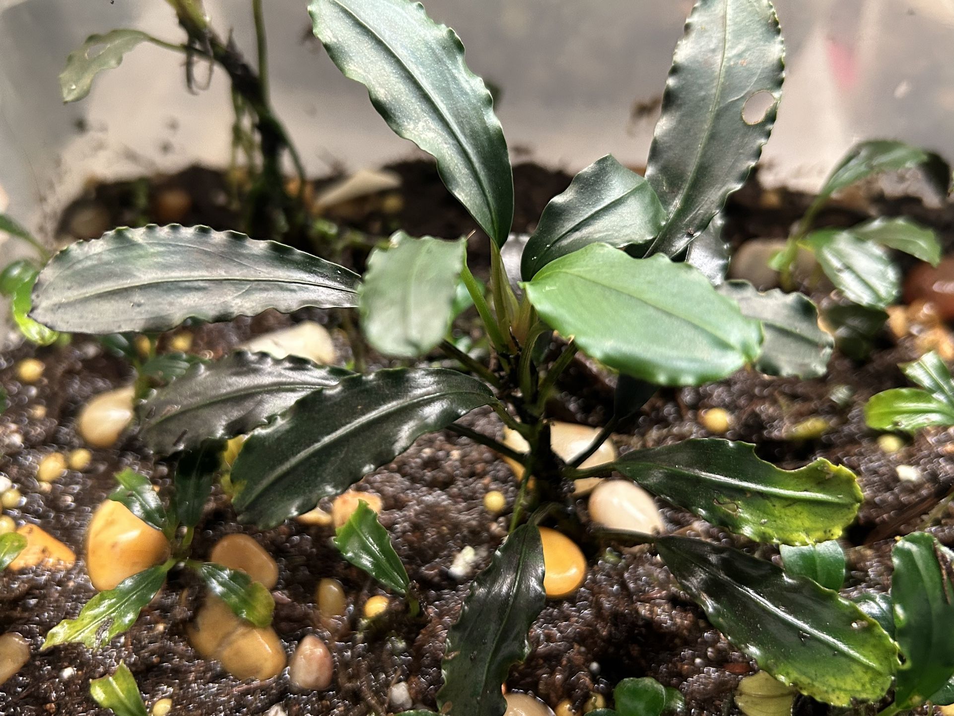 Bucephalandra Blue