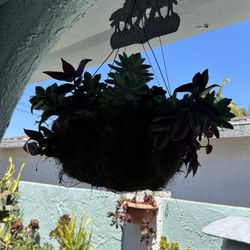 Una Succulents Planta 