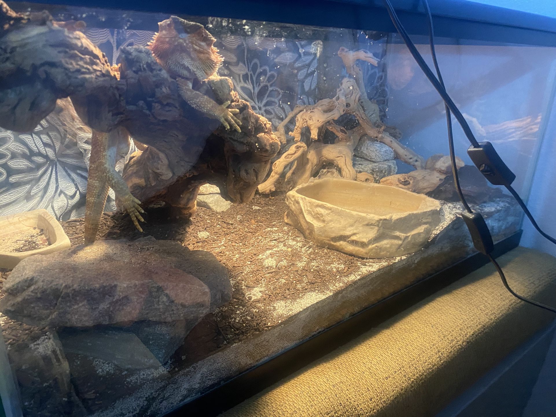 Reptile Tank Sale