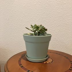 Jade Plant In Easy Pot