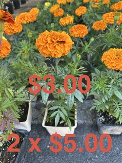 Marigolds (cempasúchil) Coco Flower