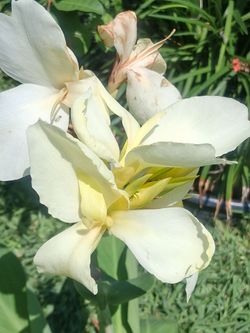 White Canna Plant / Coyol Blanco