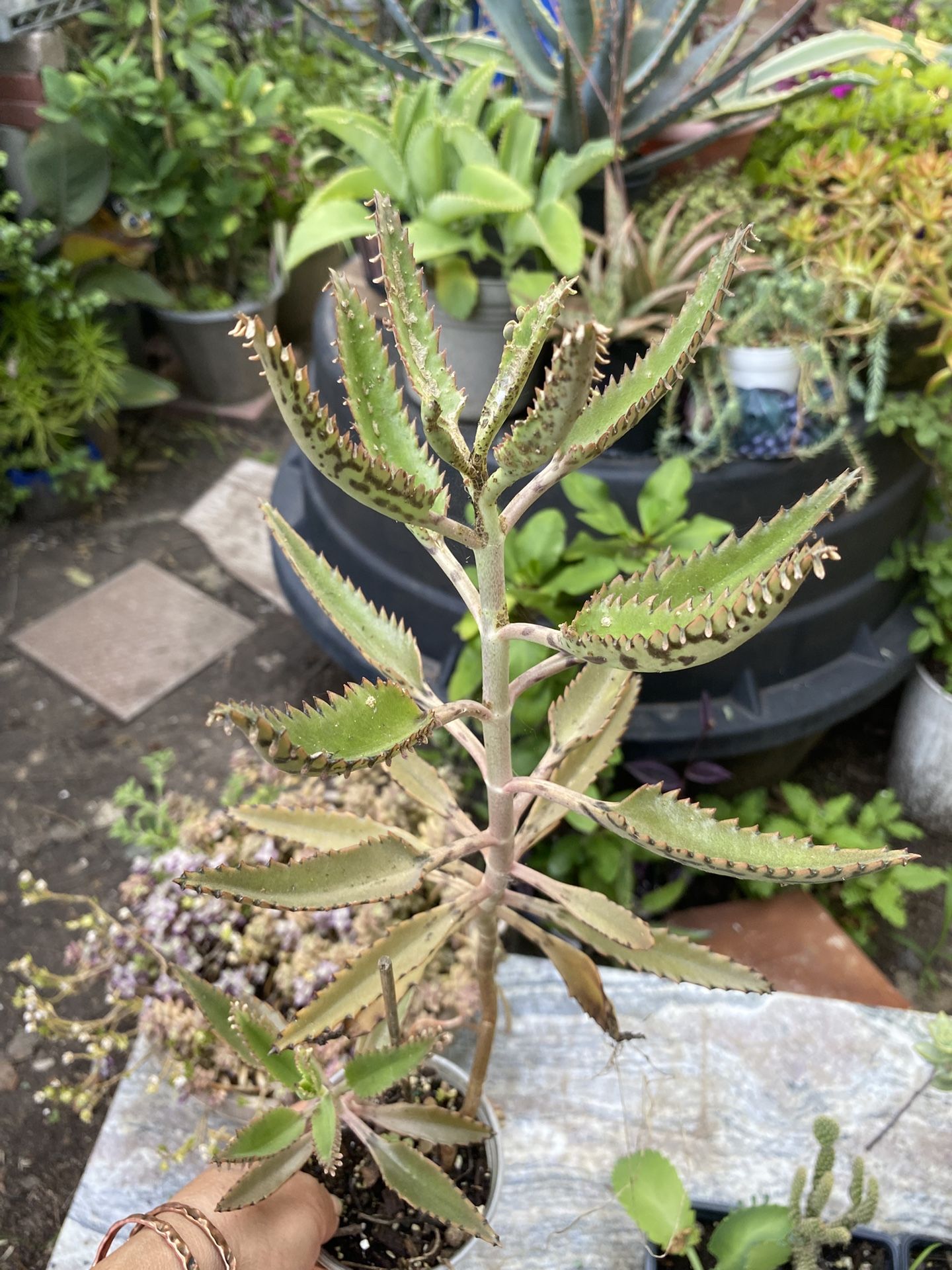 Calanchoe🪴$5