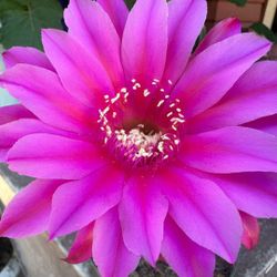 Cactus Hot Pink Flower