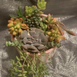 Arreglo De Suculentas