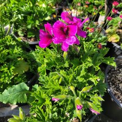 Geranium