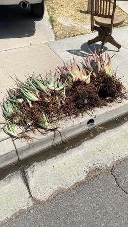 Free aloe vera