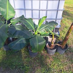 Banana Plant