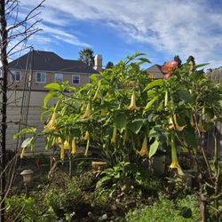 Yellow Angel's TRUMPET$10.00