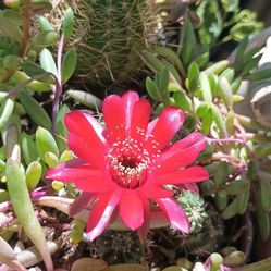 Succulents And Cactus Arrangement.