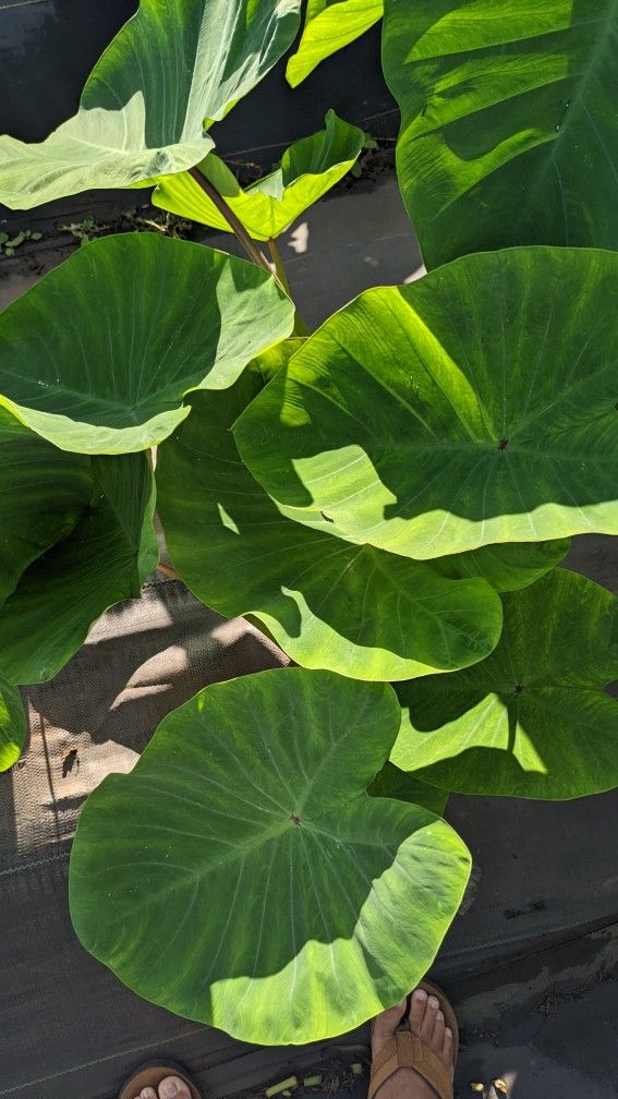 Fresh Taro Leaves