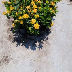 Ixoras Plants 3gallon Yellow 