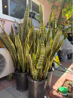 Snake Plant