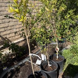 Ever sweet, sharp velvet and wonderful potted Pomegranate