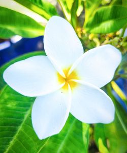 Hawaiian Celadine Plumeria Trees - White & Yellow Flowers (1-6' ft) 🌿
