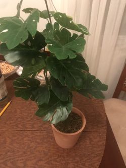 Decorative artificial plant/small plant