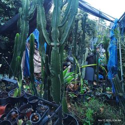 Euphoria Tree Succulent