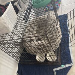 Dog Crate