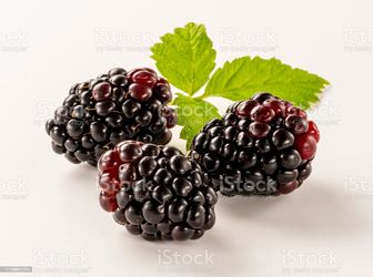 10 small fig trees + 10 boysenberries plants 