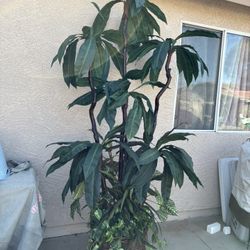 Decor Plant 