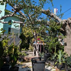 Arbol de Guamuchil mix Rojo y Blanco muy dulce