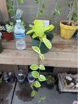 Hoya carnosa