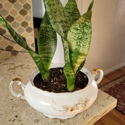 Sansevieria (Snake Plant / Mother-in-Law's Tongue)