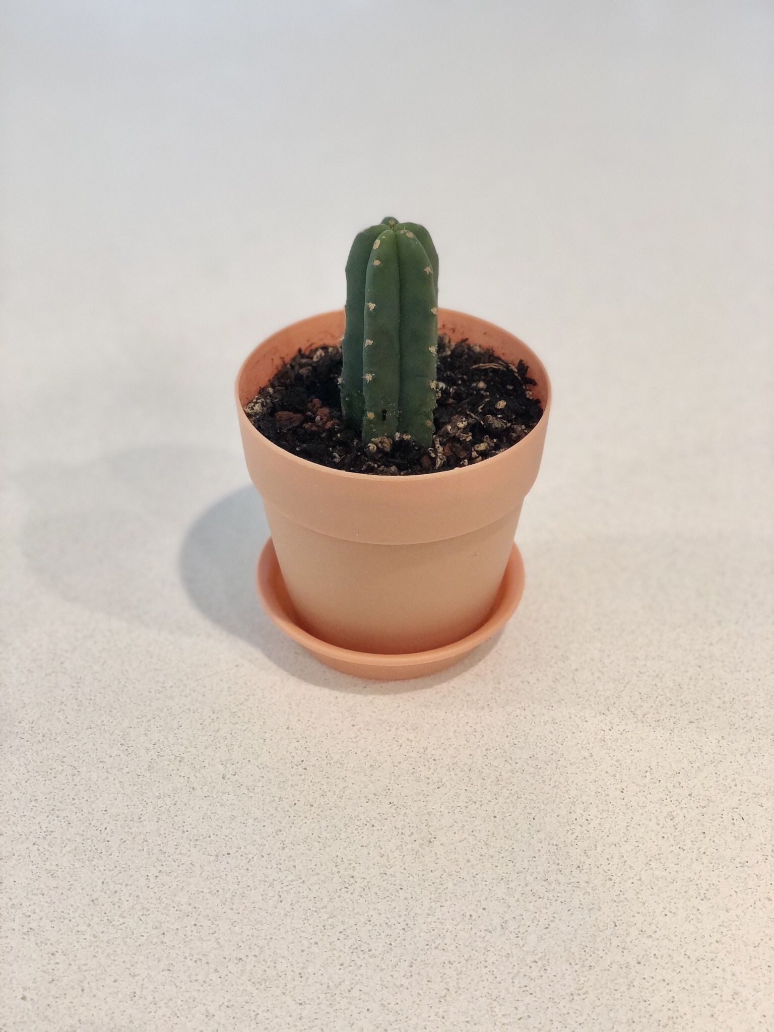 Cactus Plant!