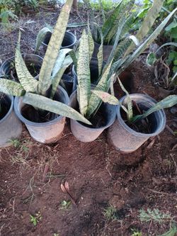 Plantas A 5 Dolares