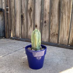 Small Totem Pole Plant 