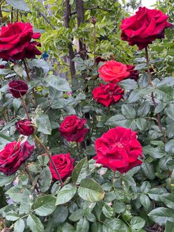 Rose plants 4ft height