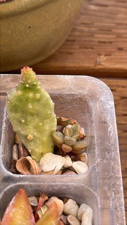 Home-Grown Variegated Joseph's Coat Cactus (Opuntia monacantha variegata) - Healthy Pad Cutting