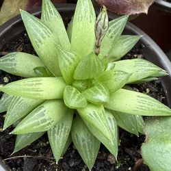 Variety of different kinds of succulents