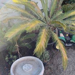 Plants - Sego Palms Birds Of Paradise